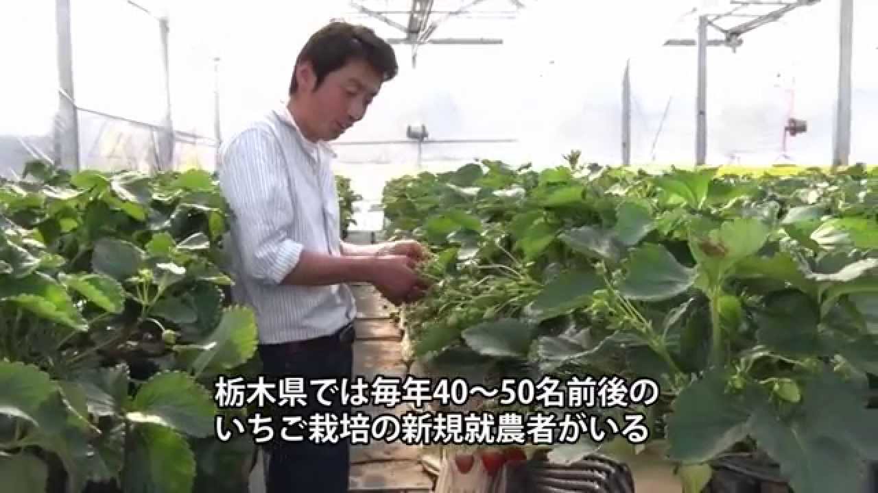栃木県農業試験場いちご研究所「いちご王国の戦略」