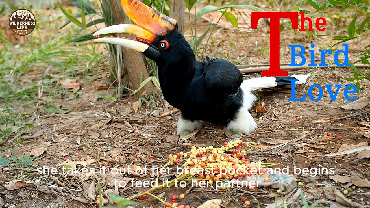 🐦 &ldquo;The Secret Life of Birds: Wonders of Nature&rdquo;🕊️ &ldquo;Top 10 Most Colorful Birds in the World&rdquo;