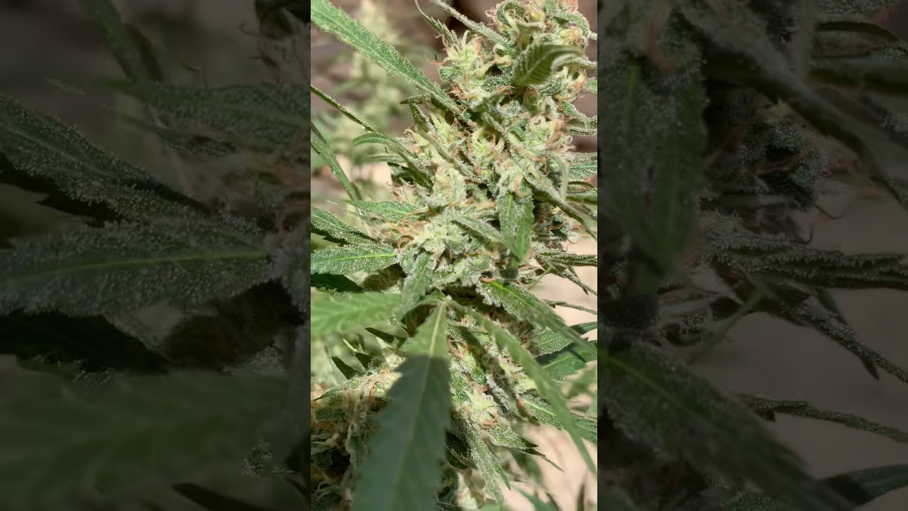 Ultima semana ✂️ pineapple larry og