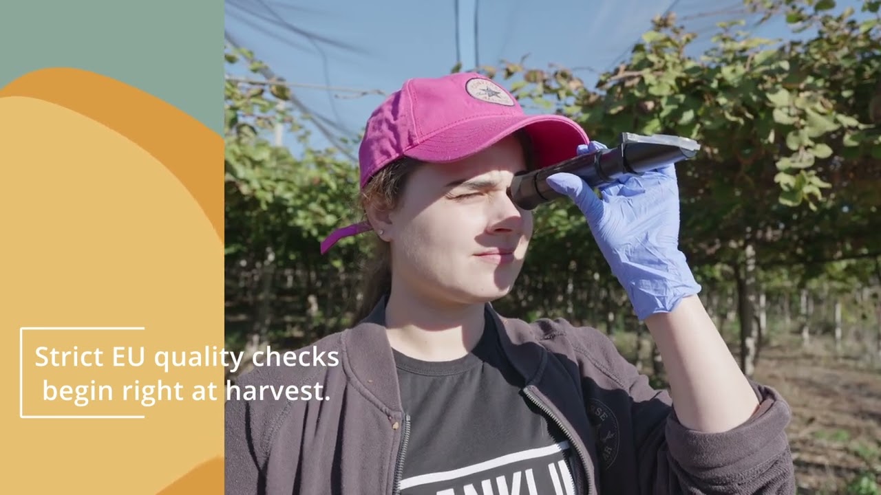 European Kiwis &ndash; Harvesting