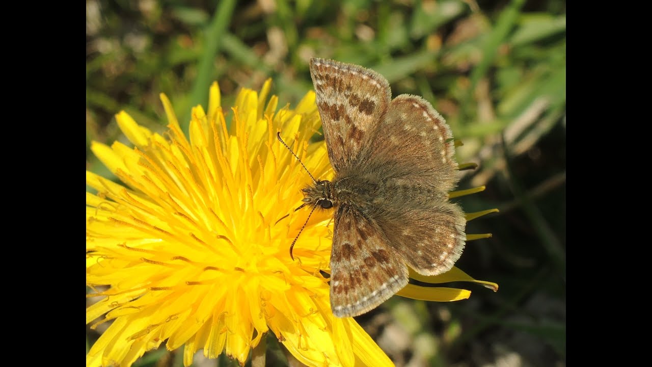 Dingy Skipper (Erynnis tages)