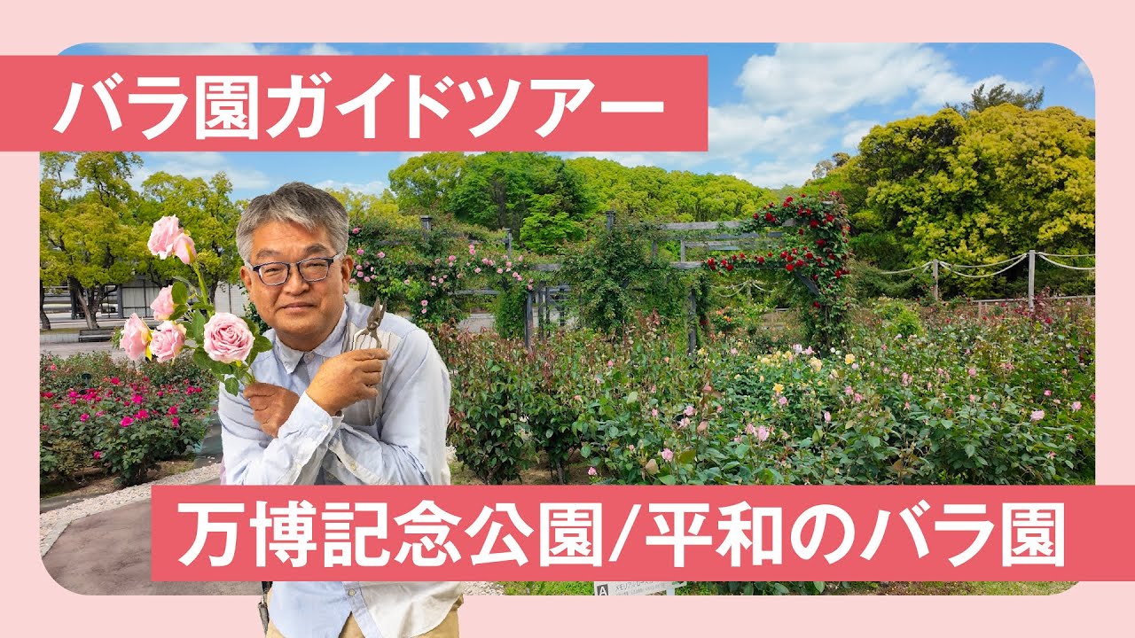 【バラ園ガイドツアー】万博記念公園/平和のバラ園 （2025年5月7日撮影）