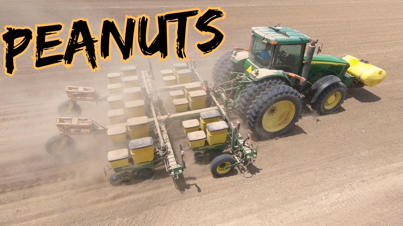 Planting Peanuts (Brand New Field)