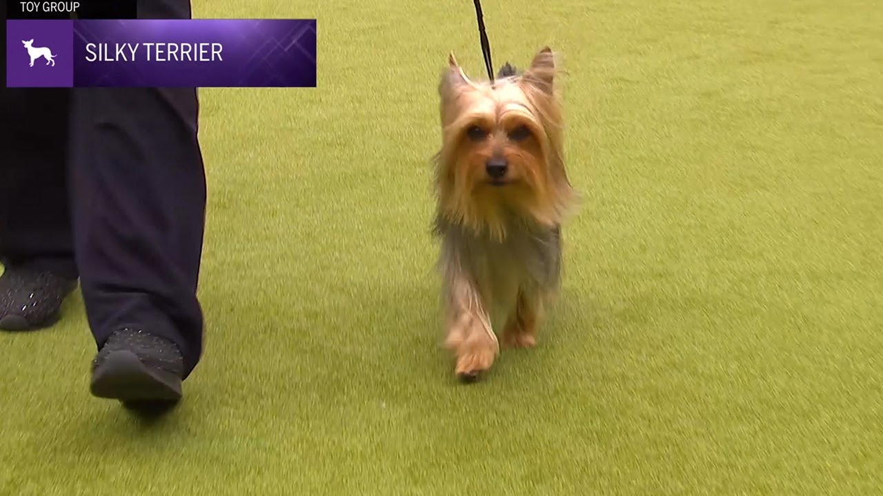 Silky Terriers | Breed Judging 2024