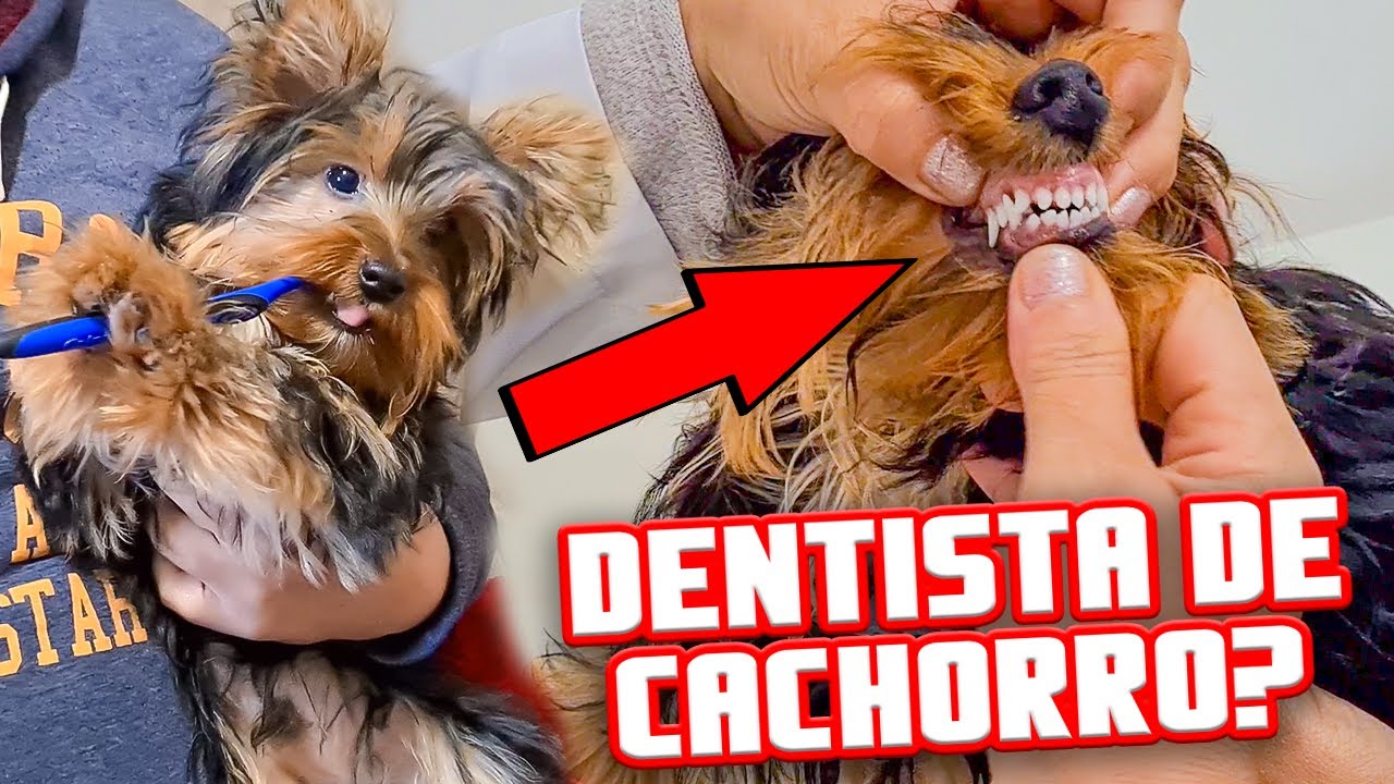 Arrancaram 12 Dentes do meu Filhote de Yorkshire no Dentista de Cachorro