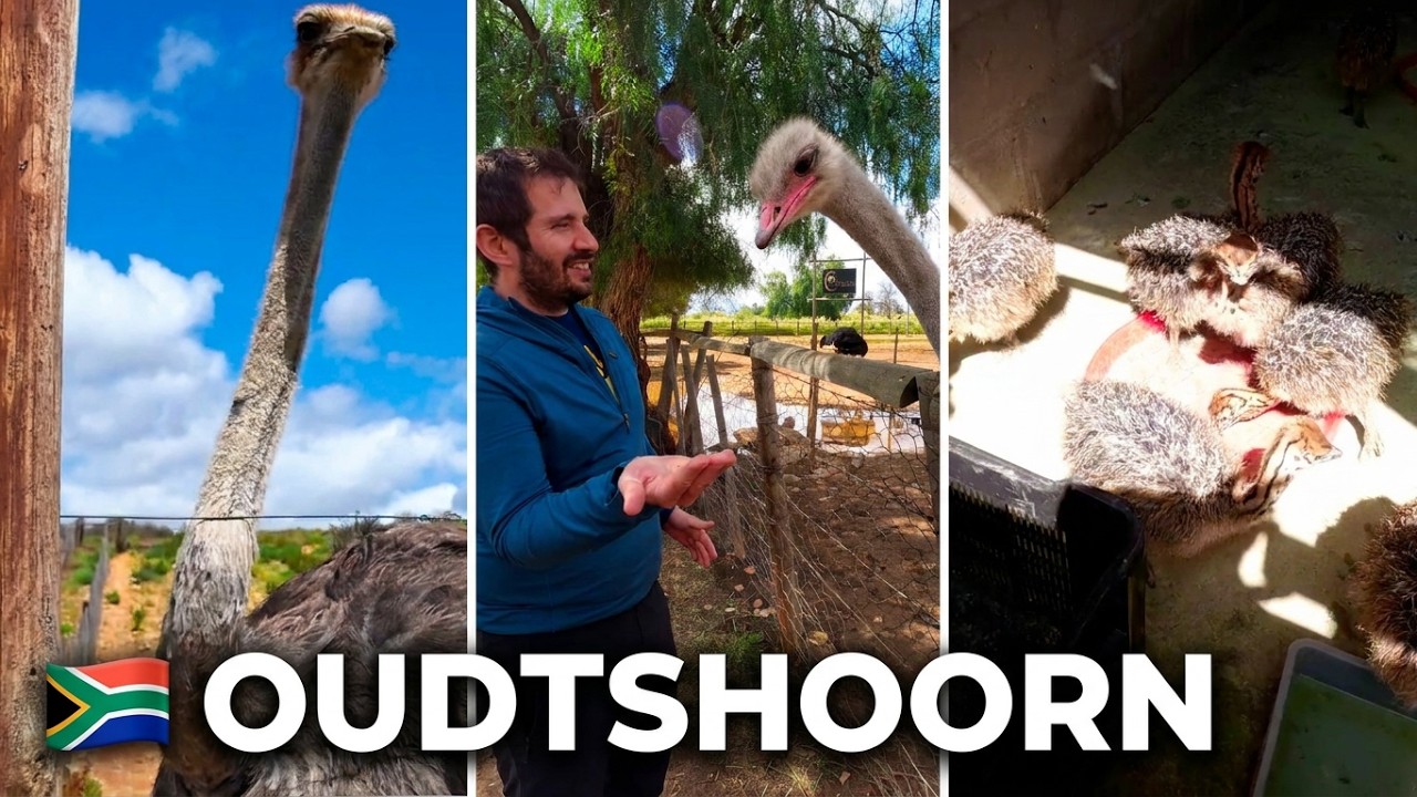 Oudtshoorn Ostrich Farm (South Africa)