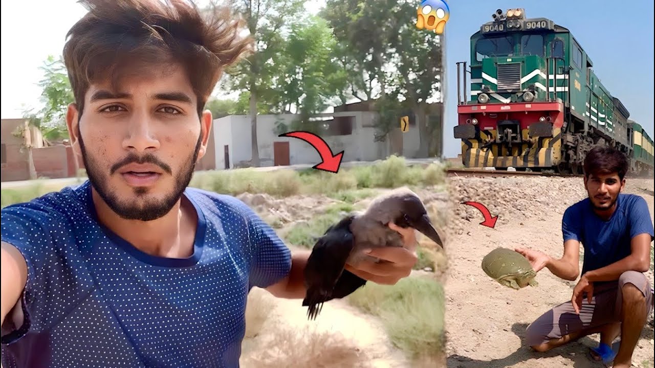 Crow Ko Electric Shock Lag Gya😱 Road Se Bhot Bhra Turtle Mila😍|| Hammad Pet House