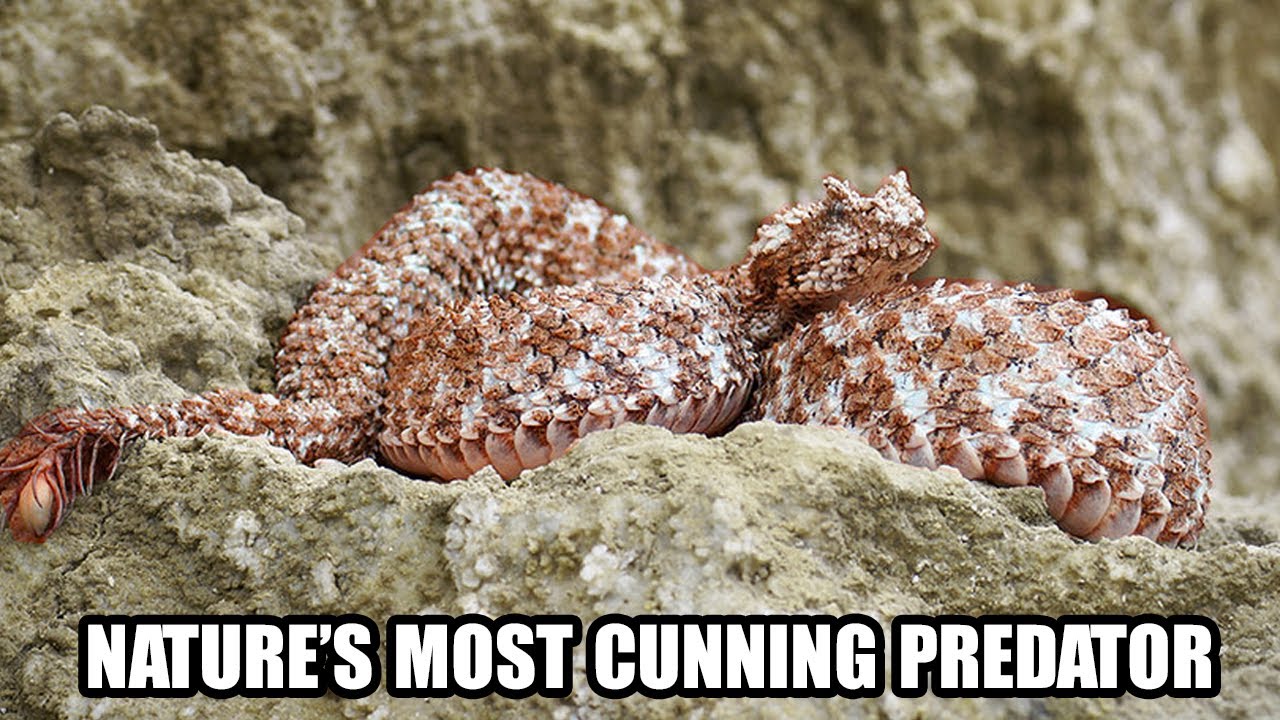 SPIDER-TAILED HORNED VIPER: THE DEADLY ILLUSIONIST HUNTING BIRDS | Snake Exploration