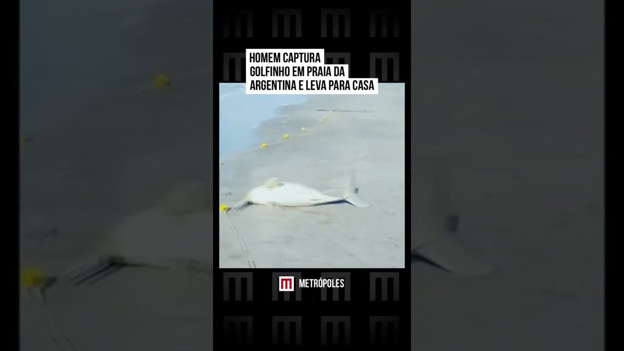 Homem captura golfinho em praia da Argentina e leva para casa