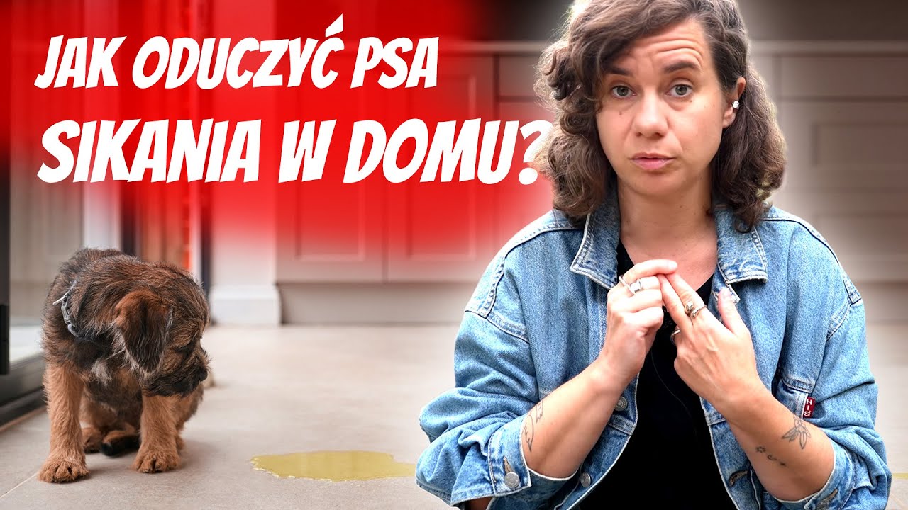 Jak oduczyć psa sikania w domu?