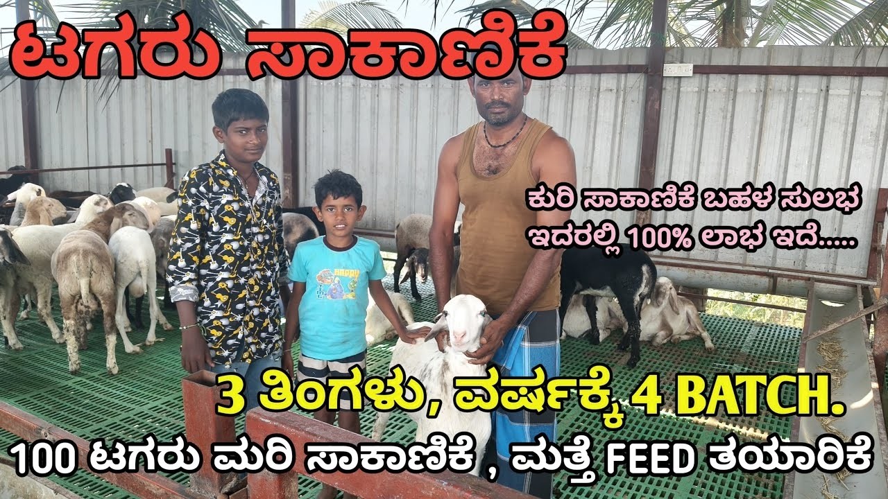ಒಂದು ವರ್ಷಕ್ಕೆ ₹1½ಲಕ್ಷಕ್ಕೆ ಗೊಬ್ಬರ ಮಾರಾಟ | ಒಂದು ಕುರಿಗೆ ₹1000 ಲಾಭ ಆದರು | 3 ತಿಂಗಳಲ್ಲಿ ₹1 ಲಕ್ಷ ಅದಾಯ