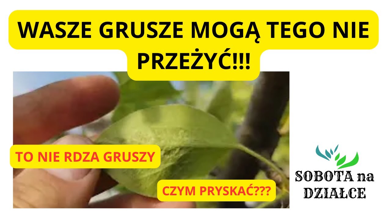 Czerwone plamki na gruszach?- to nie rdza! Koniecznie zr&oacute;bcie oprysk!!!