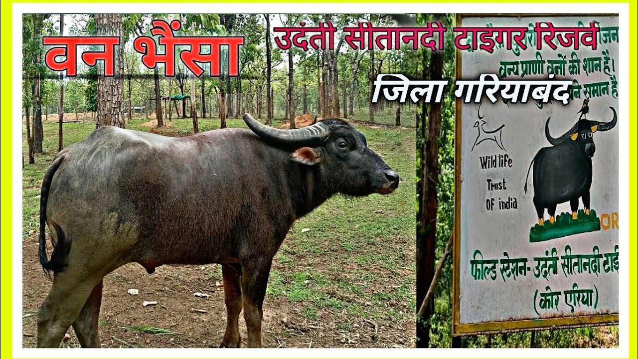 ।।उदंती अभ्यारण।। उदंती सीतानदी टाइगर रिजर्व जिला. गरियाबंद छत्तीसगढ़