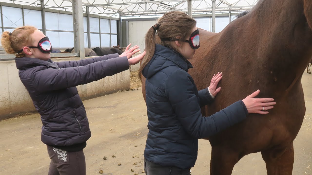 CHALLENGE GEBLINDDOEKT PAARDEN VOELEN | PAARDRIJDEN MET PLEZIER