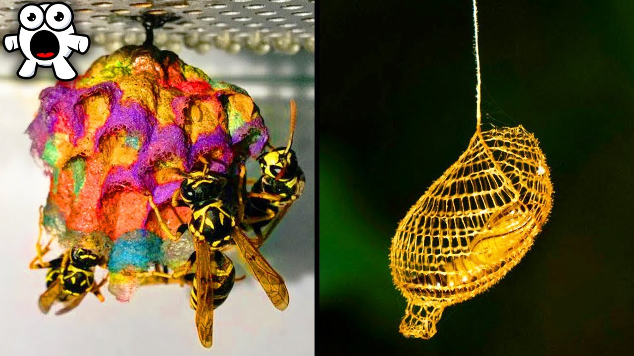 Increibles Obras De Arquitectura Hechas Por Animales
