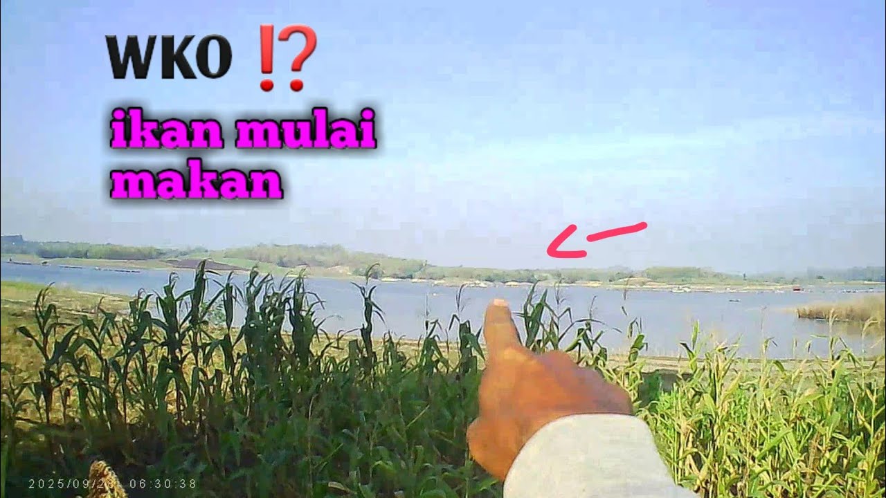 WKO ⁉️Ikan mulai makan lagi kawan                      #fishing #mancing#ikan