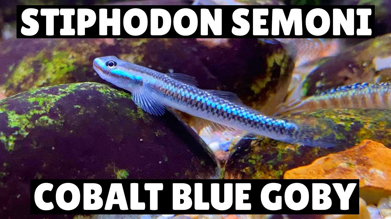 *НОВИНКА* Stiphodon Semoni – Кобальтово-синий бычок