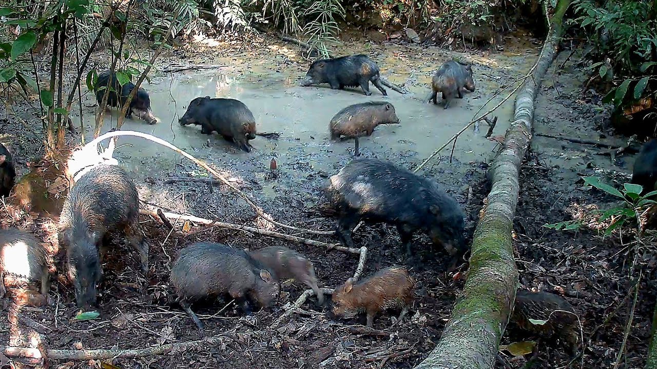 Lo mejor de vivir en la selva 