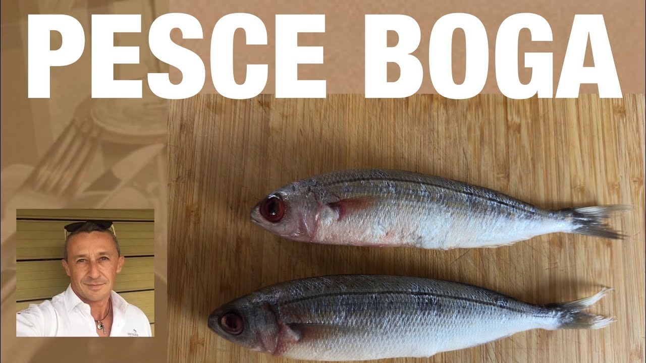 Come pulire sfilettare e cucinare il pesce Boga … inspirato a San Remo