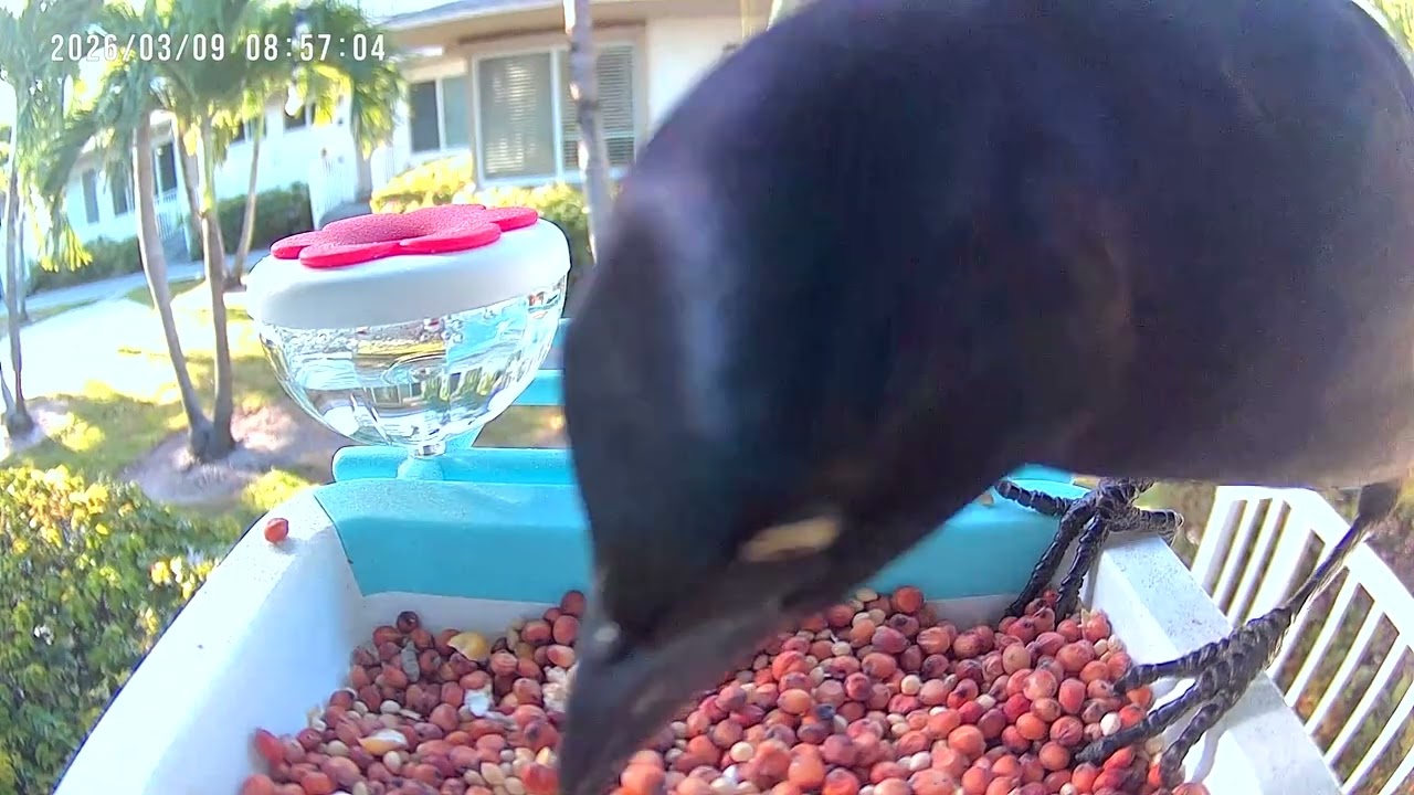 Bird eating 