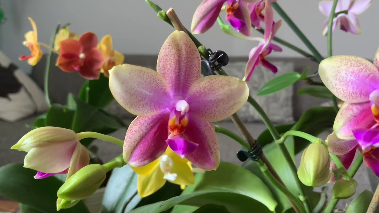 我最喜欢的蝴蝶兰Phalaenopsis Sweet Memory “Liodoro “