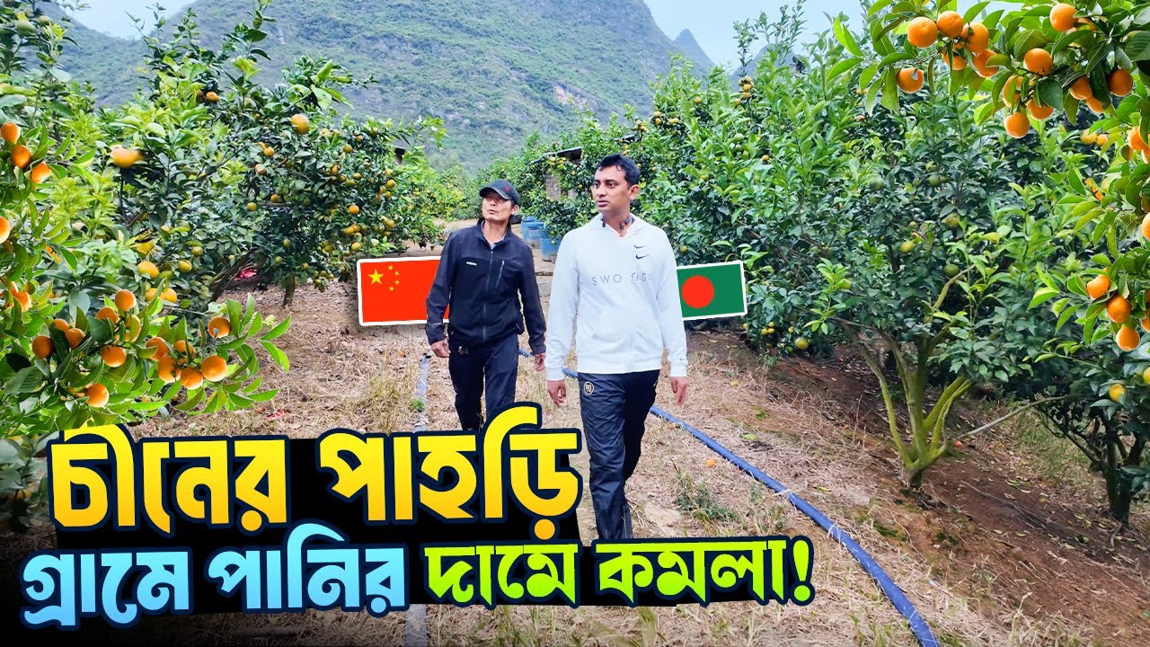 অবিশ্বাস্য!! চীনের পাহাড়ে পানির দামে কমলা 😮 | China Village Orange Garden 🍊 | Go Sarwar Daily