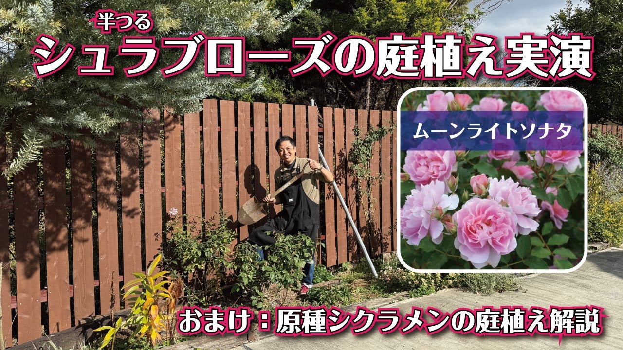 剪定が楽になる シュラブローズの植え方知ってますか？