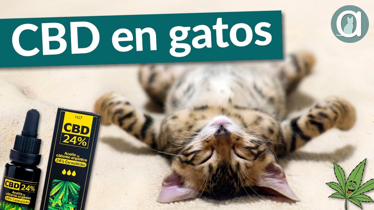 CBD para gatos: ¿Es seguro? ¿Dosis? GUÍA COMPLETA