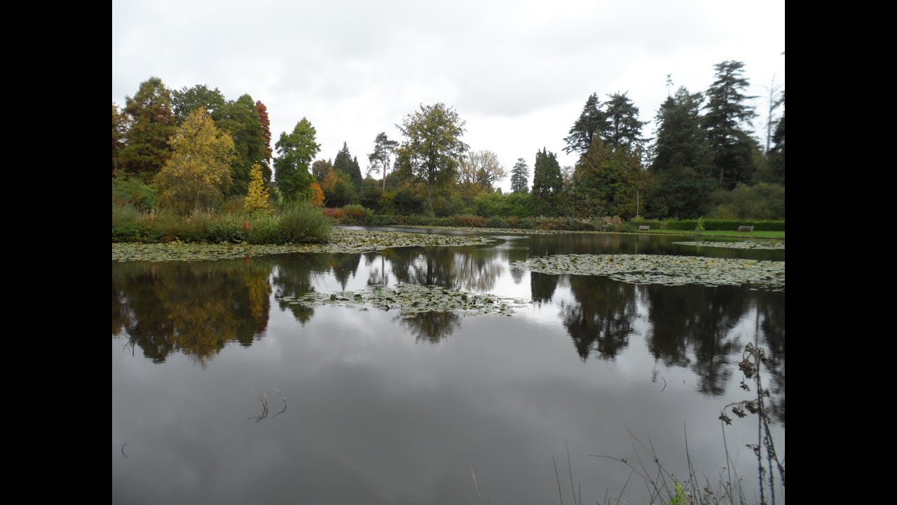 Join me on an colourful autumn walk at Bedgebury National Pinetum and Forest Lake HD 360 POV