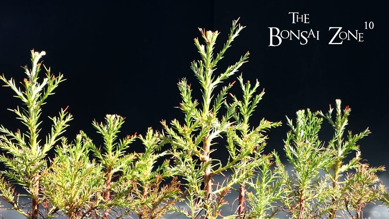 Planting My Giant Sequoia Forest, The Bonsai Zone, March 2023