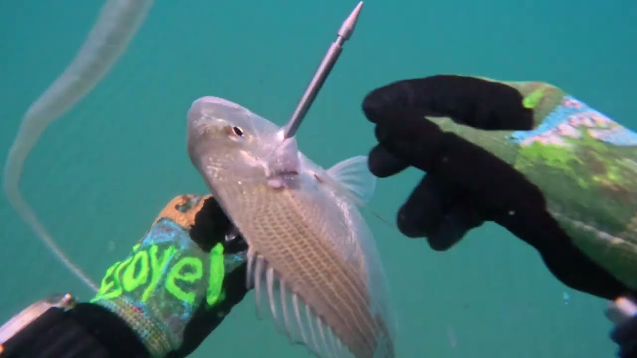 8 августа-Дорада готовлю на ужин после охоты в море.Dorada, for dinner - the sea feeds the old man!