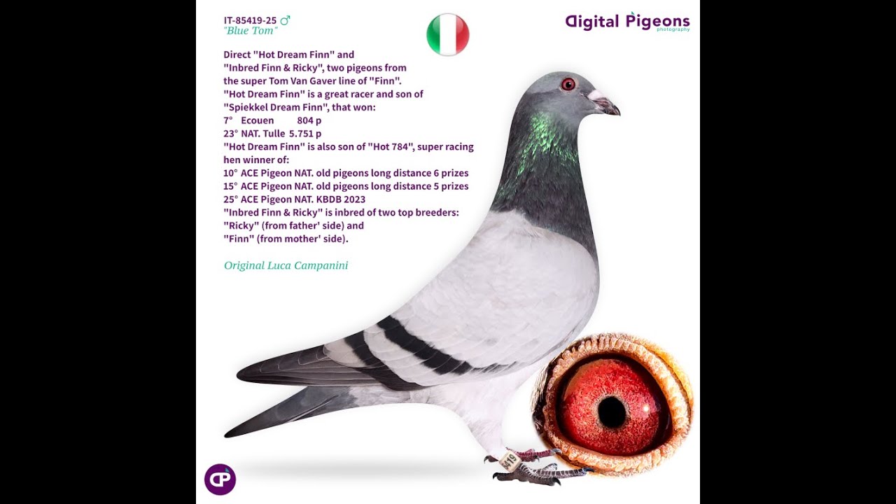 IT-85419-25 - “BLUE TOM” - LUCA CAMPANINI - DIGITAL PIGEONS AUCTIONS