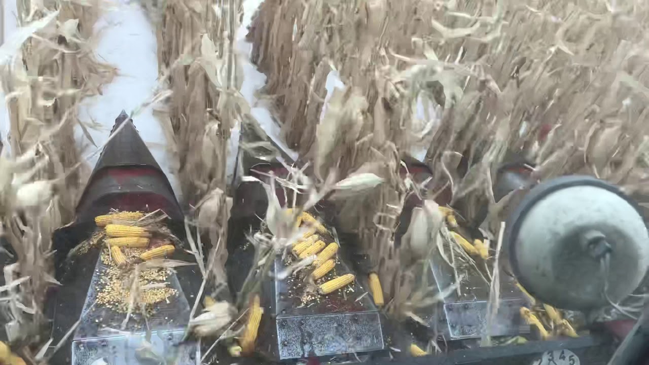 March Corn Harvest