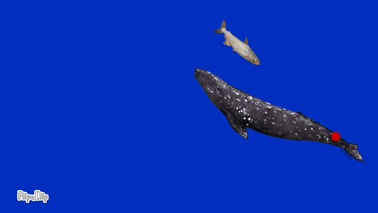 Mekong giant catfish vs grey whale |dino water 3d 
