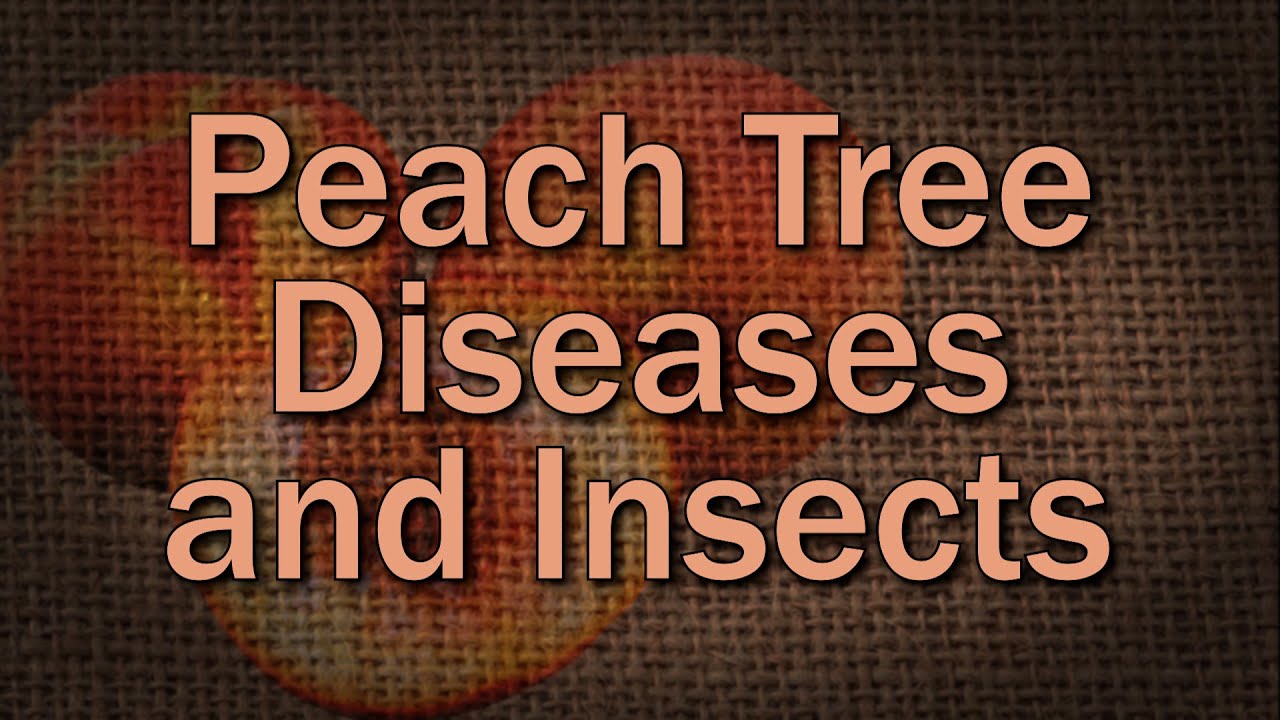 Common Peach Diseases and Insects and How to Prevent Them