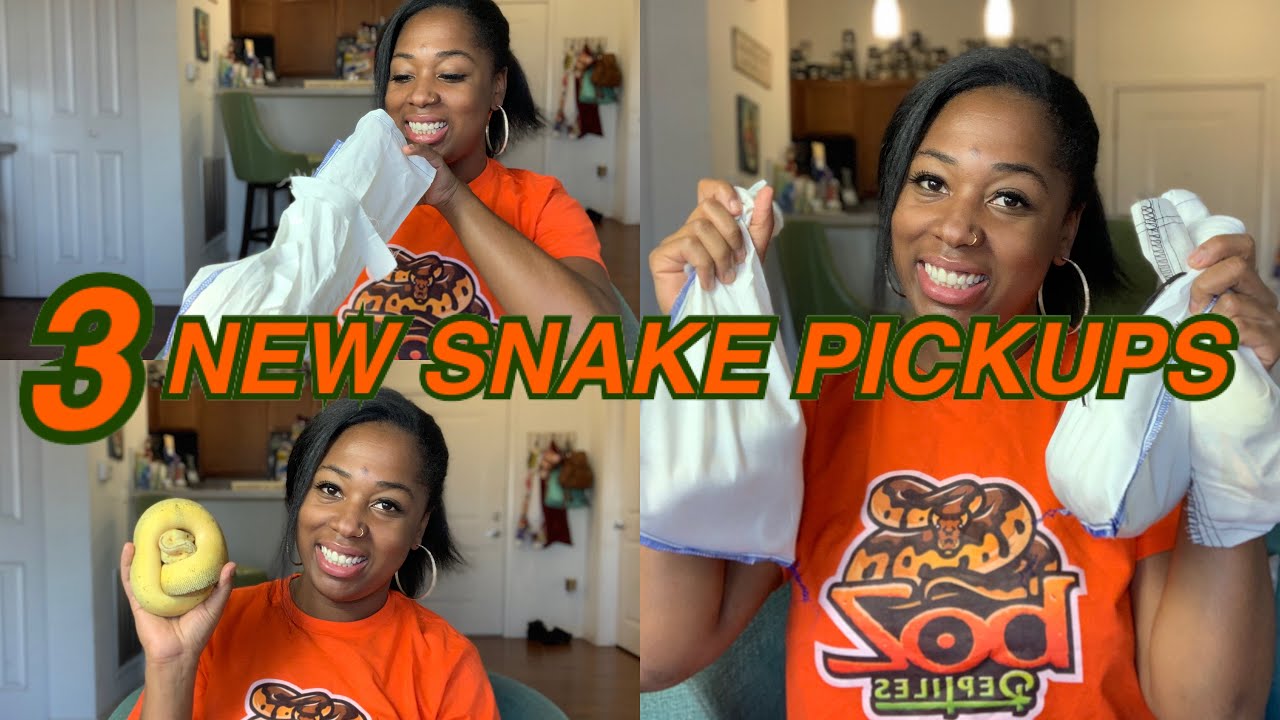 3 NEW BALL PYTHON PICKUPS | FEMALE POWERHOUSES!! | SNAKE UNBOXINGS | BALL PYTHON BREEDING
