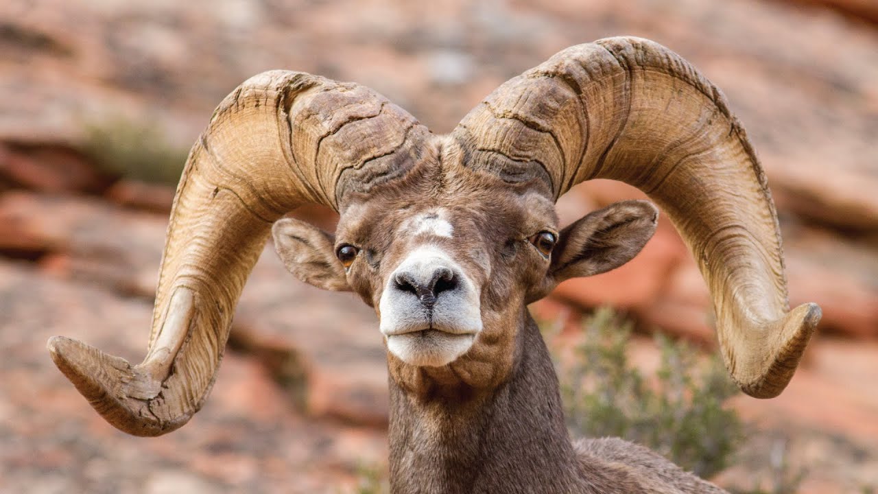 Desert bighorn sheep nursery at Skyrider Wilderness Ranch