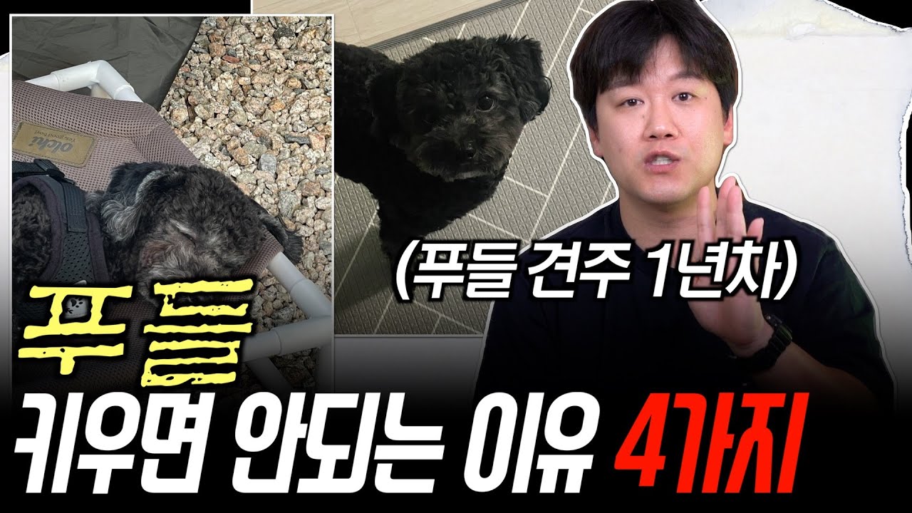 푸들 키우면 안되는 이유 4가지 [유기견/분양/강아지]