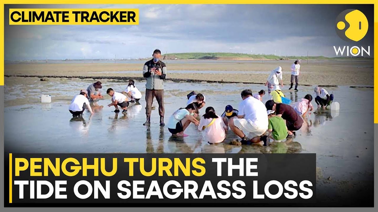 Seagrass Being Grown Again In Penghu Waters | Taiwan Restores Vital Seagrass Meadows | WION