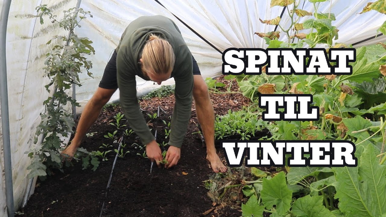 Udplant spinat i drivhuset nu og spis til vinter + (invitation til kursus)