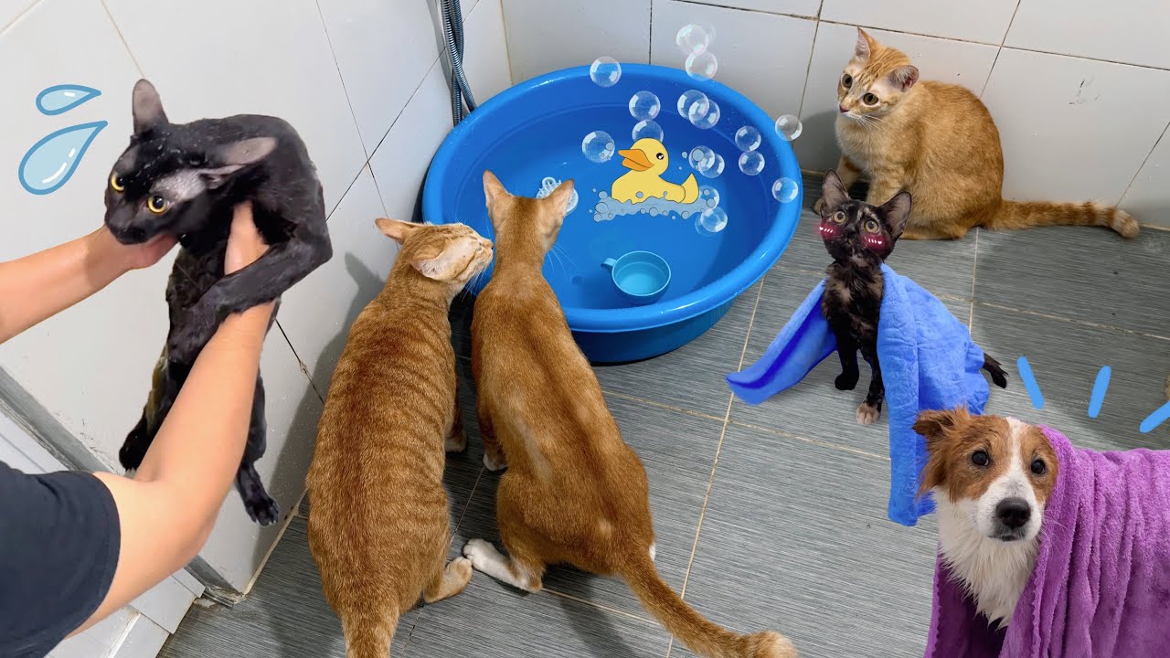 Chủ nhật tắm cả nhà