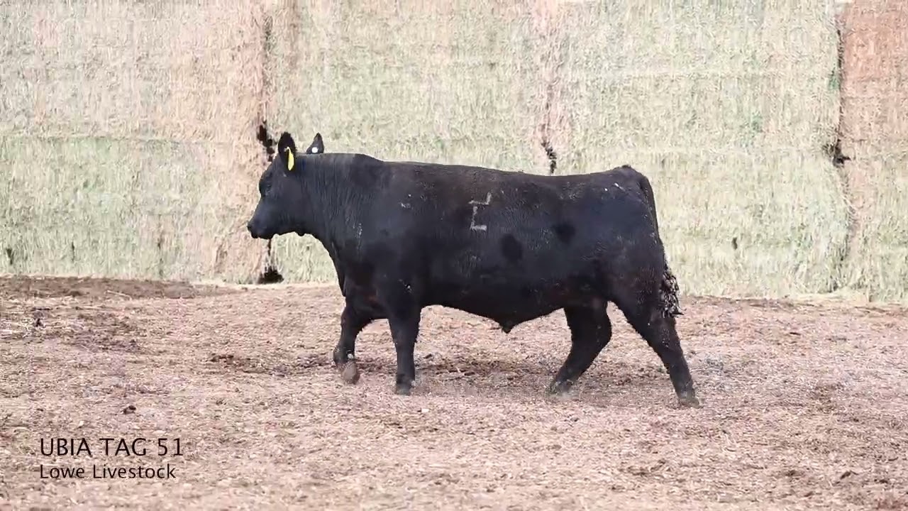 ubia51