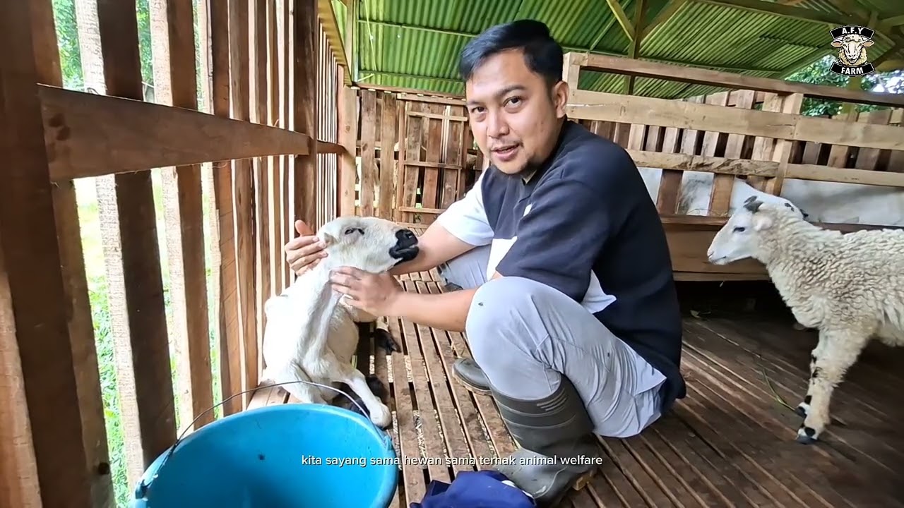 RESIKO PELIHARA DOMBA 