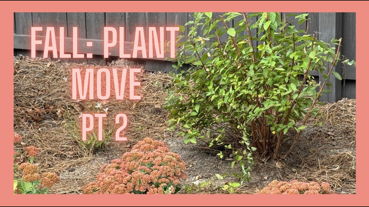 Planting Camellia + Tranplanting Finale Pt 2: Plant Shopping Showdown #gardening #zone8b
