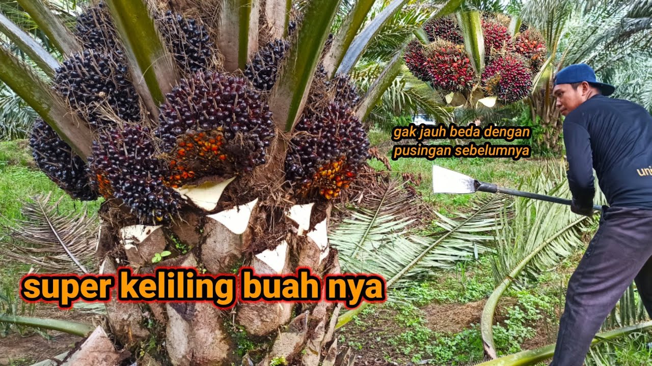 Panen sawit di kawasan buah batu || yang masak super keliling buahnya