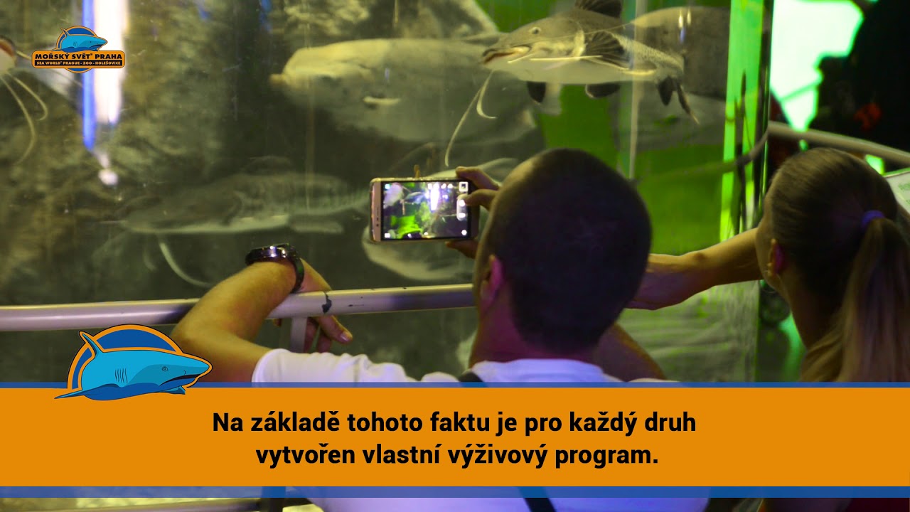 Mořský svět Krmení středové nádrže