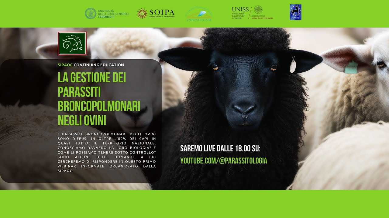 La gestione dei parassiti broncopolmonari negli ovini -  SIPAOC WEBINAR 30.11.2023