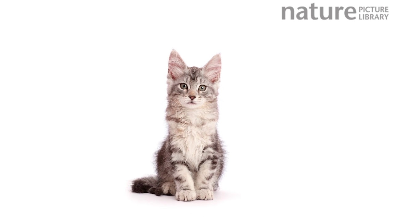 Timelapse of silver tabby Maine Coon cat growing from kitten to adult over a period of 10 months.