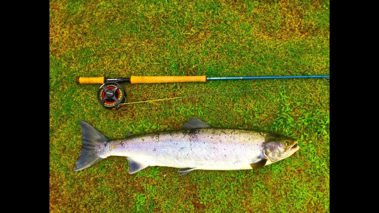 Sightfishing på laks, Etne 2019.