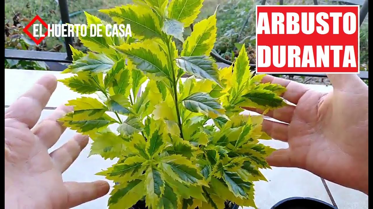 35.-¿CÓMO REPRODUCIR ARBUSTO DURANTA POR ESQUEJE? | #ElHuertodeCasa
